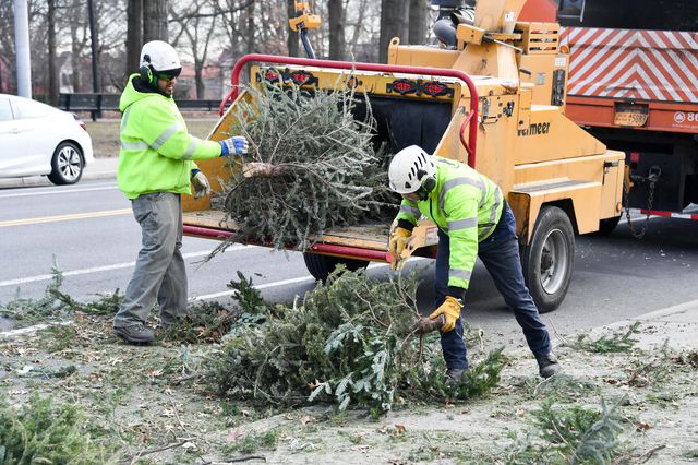 Parks workers putting old Christmas trees through the mulcher.